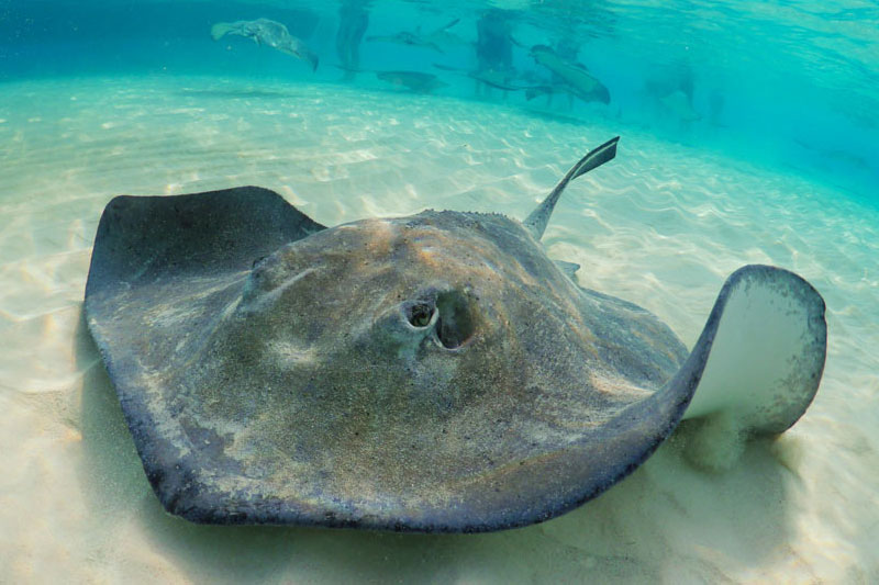 Stingrays