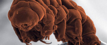 Tardigrade Animals who live forever