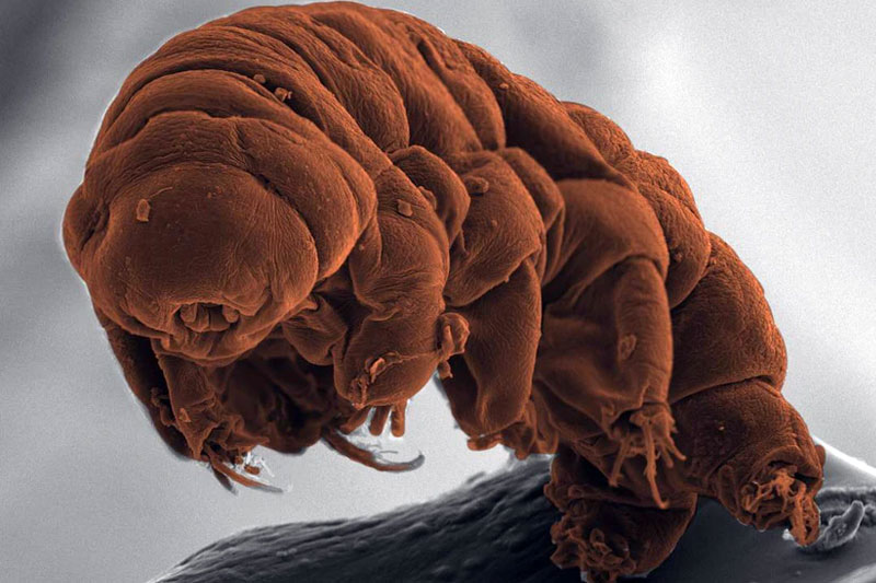 Tardigrade