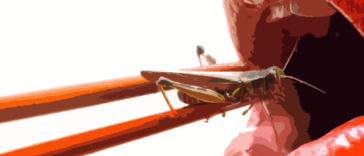 Top Ten Bugs You Can Eat