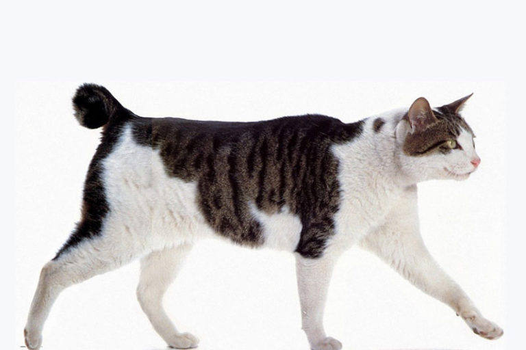 Top 10 Ugliest Cat Breeds - Factspedia