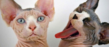 Ugliest Cat Breeds Sphynx