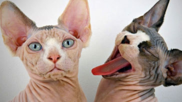 Ugliest Cat Breeds Sphynx