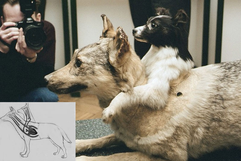 Vladimir Demikhov - Frankenstein dogs