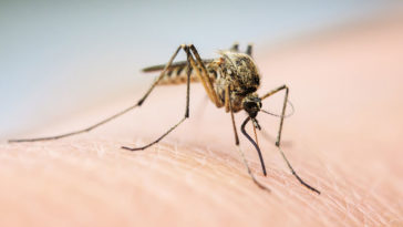 Why Mosquitoes Bite Some People More Than Others