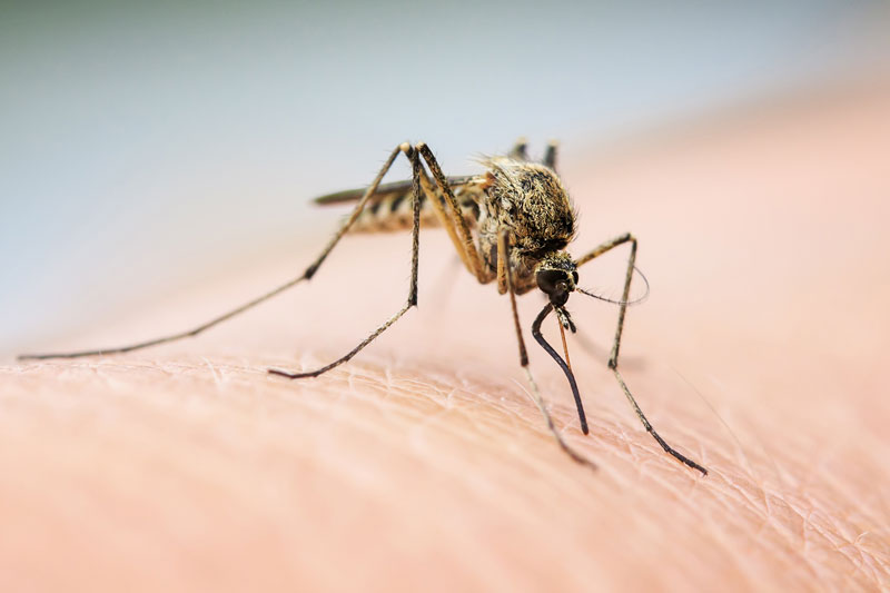 Why Mosquitoes Bite Some People More Than Others