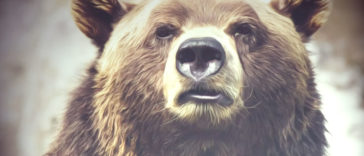 Female and male black bears cannot tolerate being around each other except when they breed.