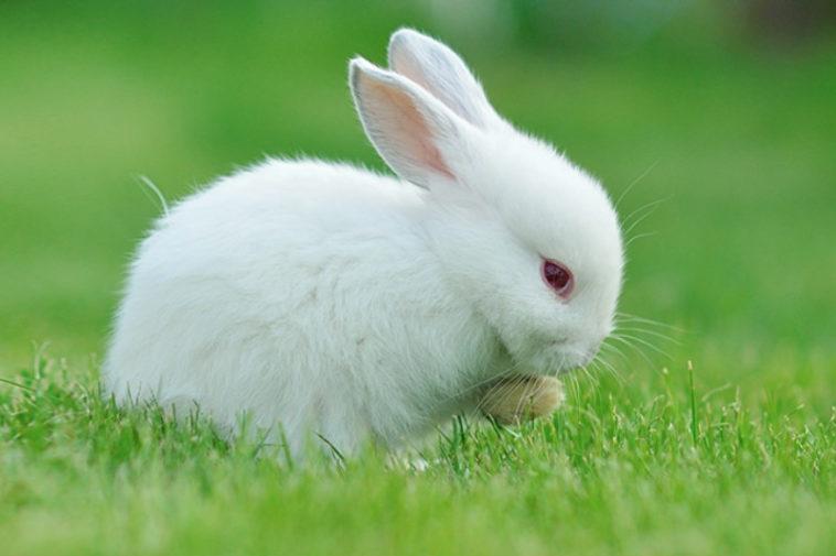 Fun & Interesting Facts About Rabbits - Factspedia