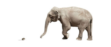 elephant and mice