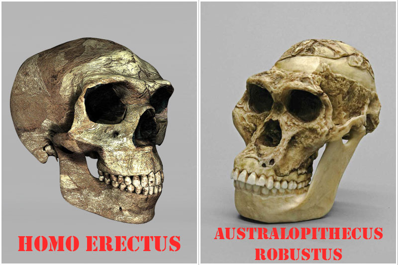 Skull of Homo erectus, versus its contemporary Australopithecus robustus