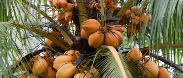 Club Direct, a travel insurance company in Britain, provides insurance plans for protection from falling coconuts.