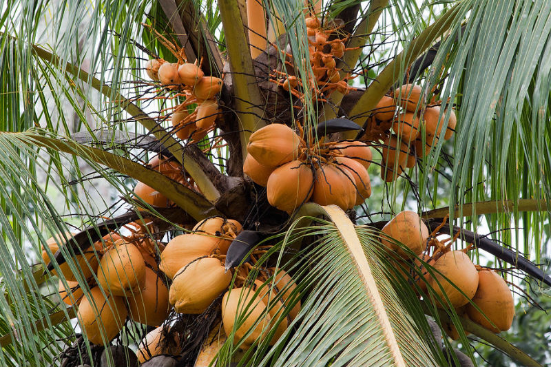 Club Direct, a travel insurance company in Britain, provides insurance plans for protection from falling coconuts.