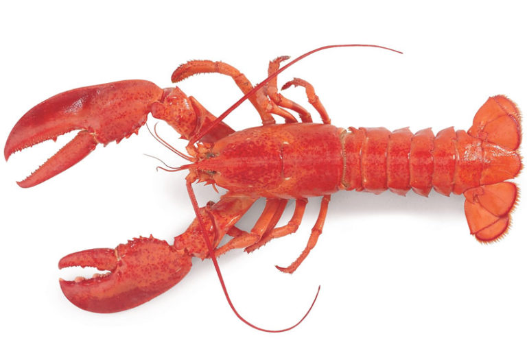 6 Immortal Animals That Can Basically Live Forever Factspedia