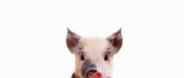 Facts About Pigs