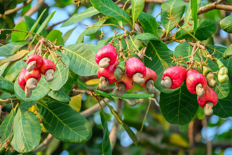 Cashews