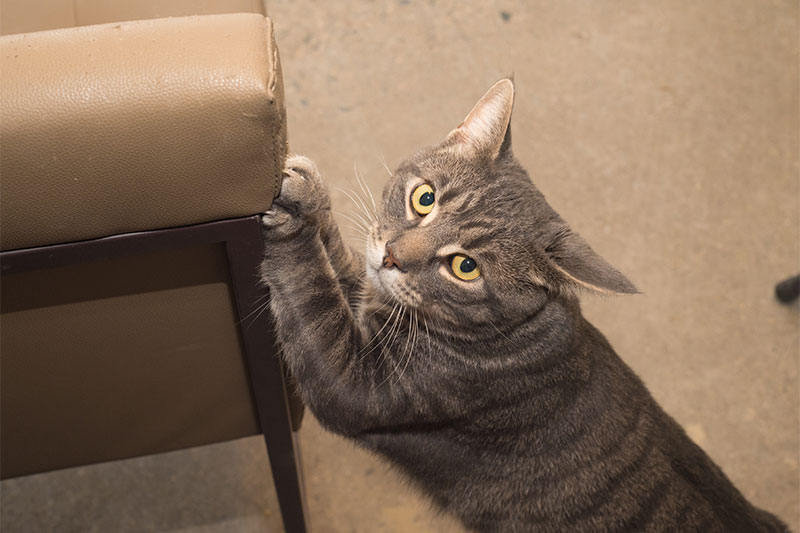 Keeps Scratches On Furniture Concealed