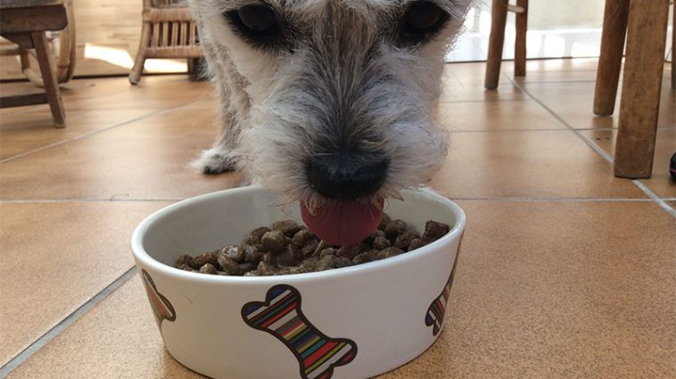 Is It Necessary For Your Elderly Dog To Eat Senior Dog Food?