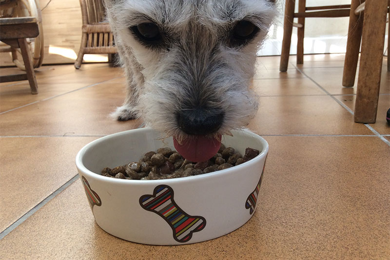 Is It Necessary For Your Elderly Dog To Eat Senior Dog Food?