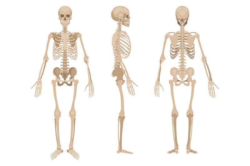 Human skeleton in front, profile and back.