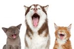 Why Do Dogs or Cats Yawn and What Does It Really Mean?