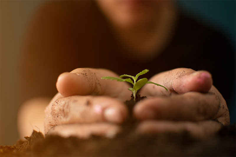 Seeds Grow Indoors