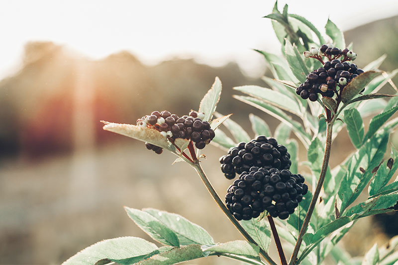 Elderberries