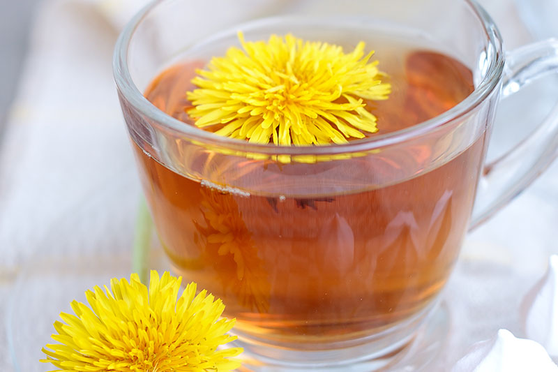 Is Dandelion Tea Good For Digestion