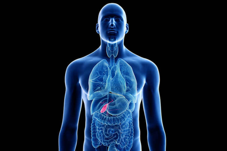 9 Organs You Can Actually Live Without - Factspedia