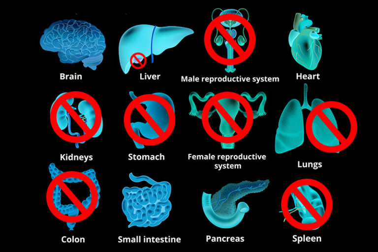 9 Organs You Can Actually Live Without - Factspedia