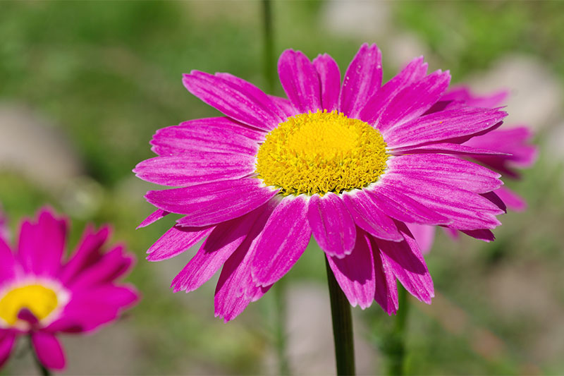 Pyrethrum