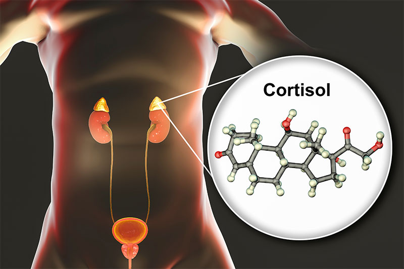 Your Cortisol Levels Decline