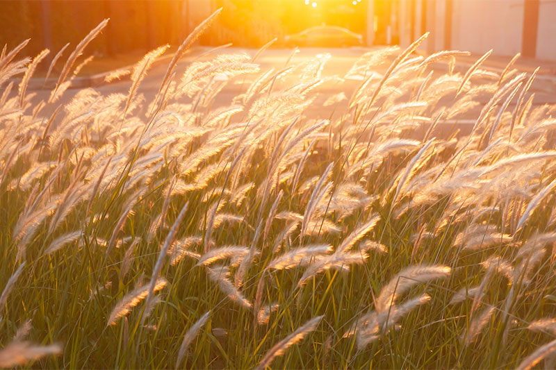 You Will Want To Destroy Cogongrass