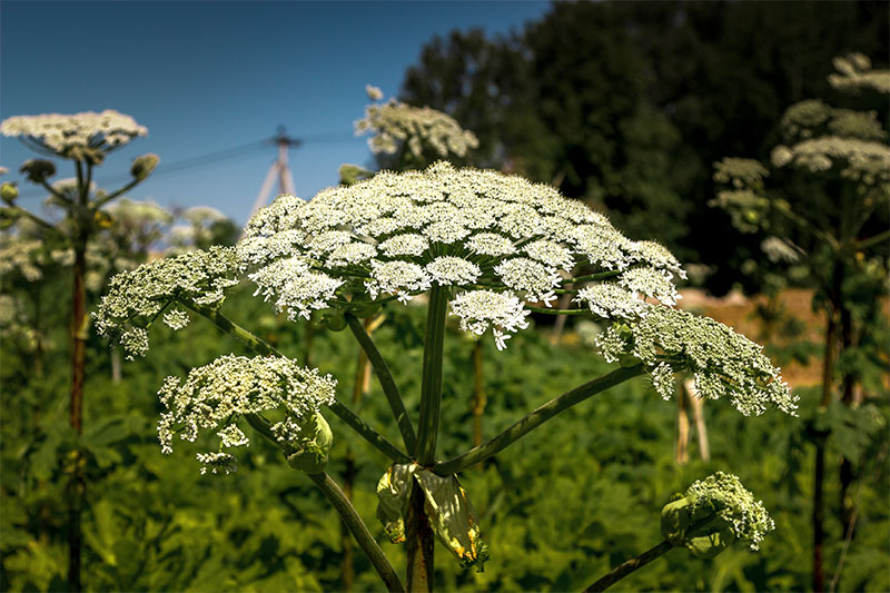 If You See Hogweed In Your Yard, You Must Call Local Officials Right Away