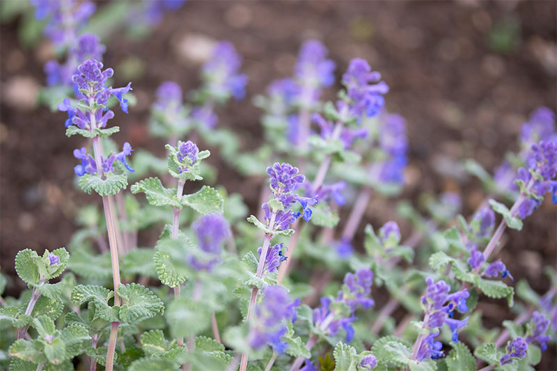 Greek Catnip Oil