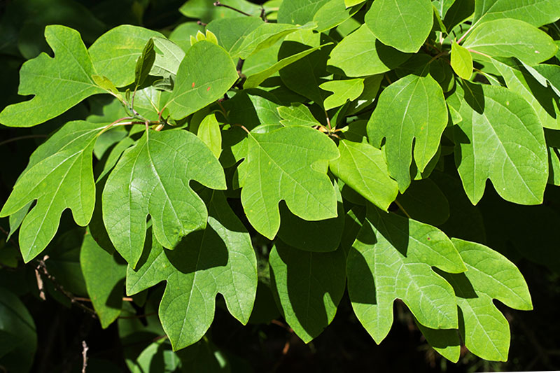 Sassafras oil