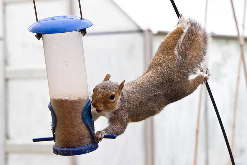 keeping squirrels out of bird feeders