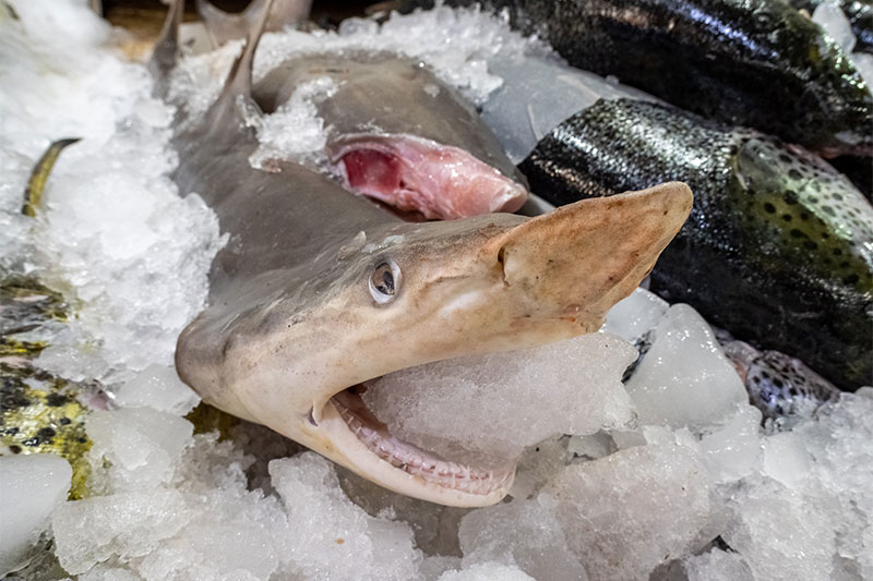 Walmart Selling Crocodiles And Sharks