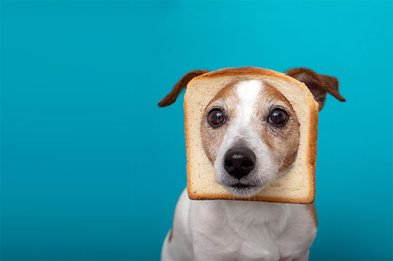 Bread dog