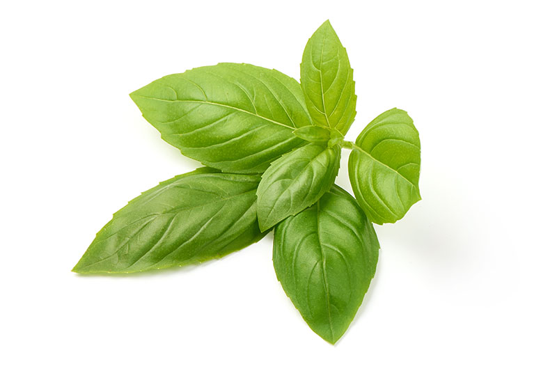 Basil Leaves