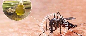 Natural Mosquito Repellents that Really Work