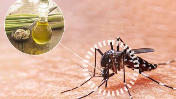 Natural Mosquito Repellents that Really Work