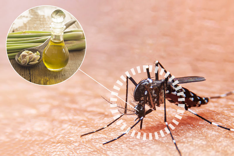 Natural Mosquito Repellents that Really Work