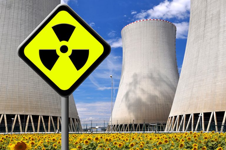 Sunflowers Could Save Lives After Nuclear Attack Factspedia