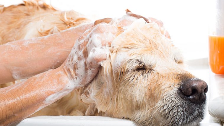 How Often Do Dogs Need Baths?