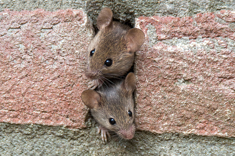 There Are A Few Things You Must Do If You Want To Avoid Mice