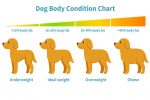 How Can You Calculate Your Dog’s Healthy Weight?