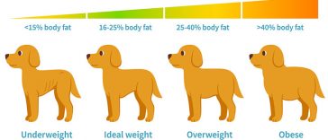 How Can You Calculate Your Dog’s Healthy Weight?