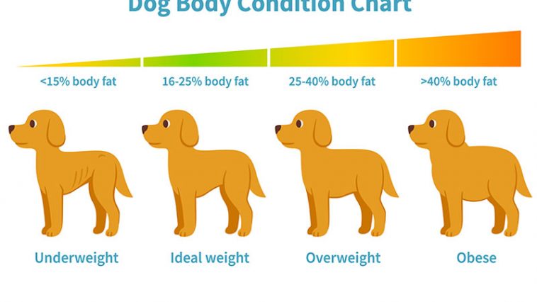 How Can You Calculate Your Dog’s Healthy Weight?