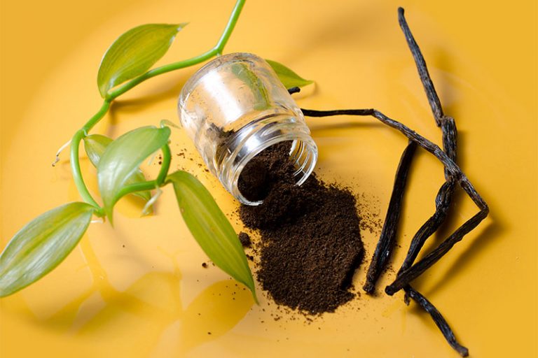 11 Fragrances That Kill Mosquitoes On The Spot Factspedia