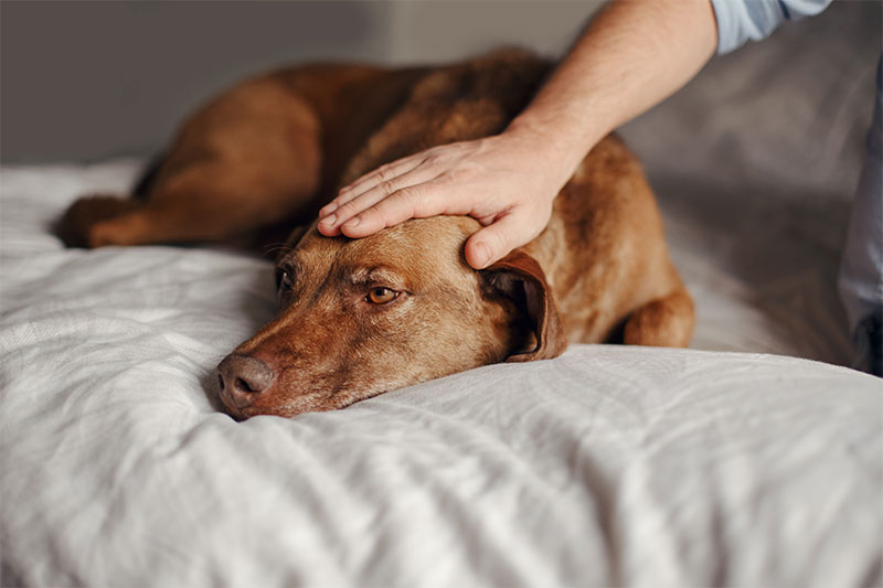 Petting your dog’s head